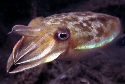 cuttlefish
